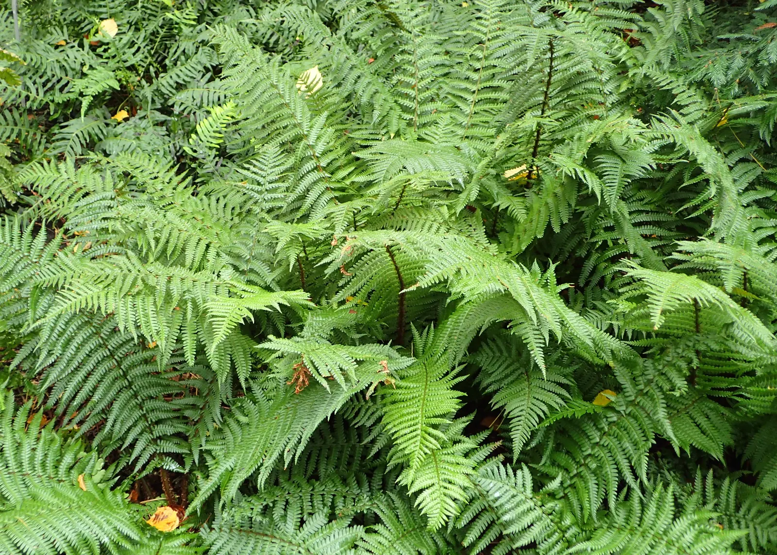 Golden Scaled Male Fern (Dryopteris Affinis) — It provides year-round visual interest and is ideal for woodland settings or as an understory plant, image 30