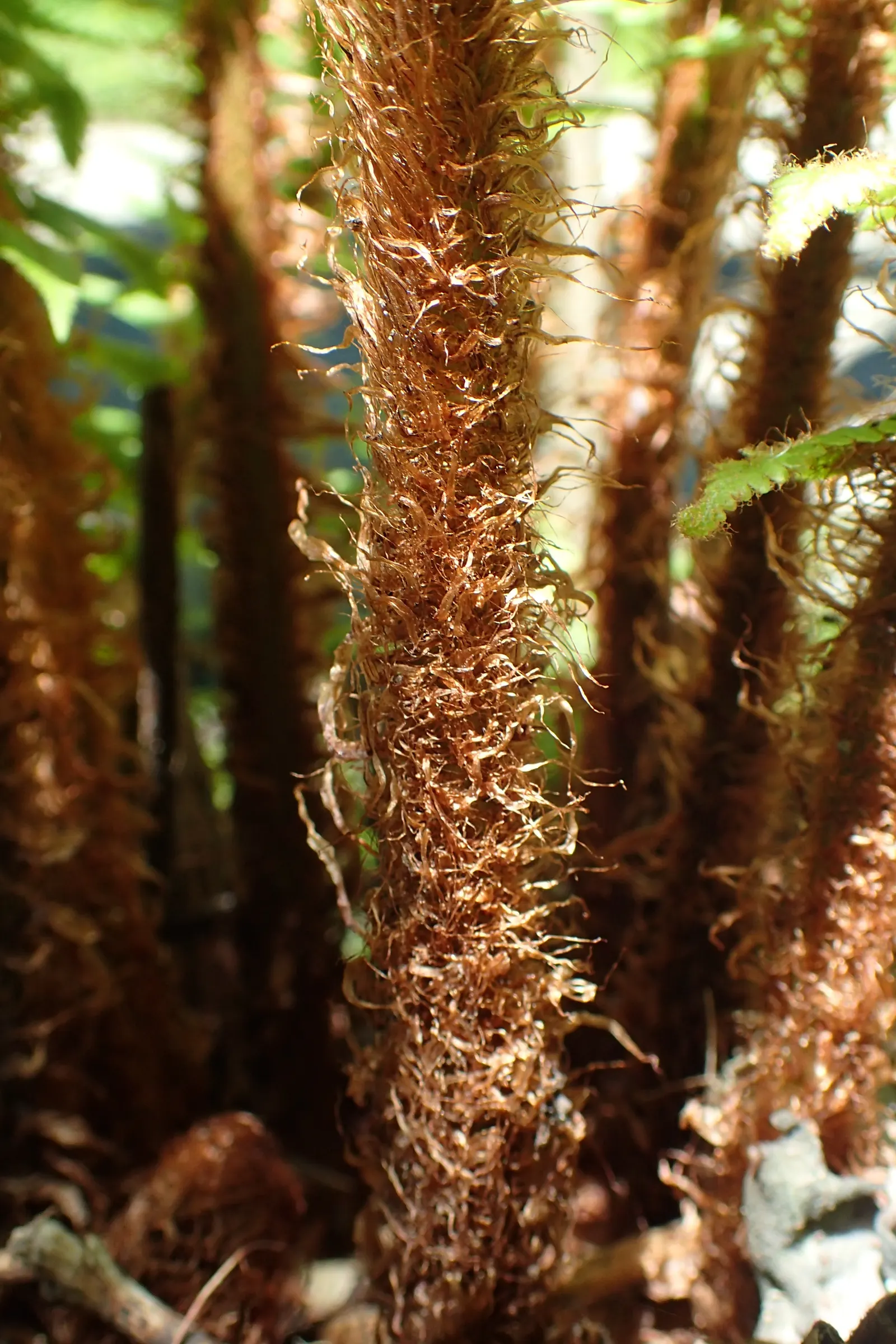 Golden Scaled Male Fern (Dryopteris Affinis) — this fern prefers dappled to full shade