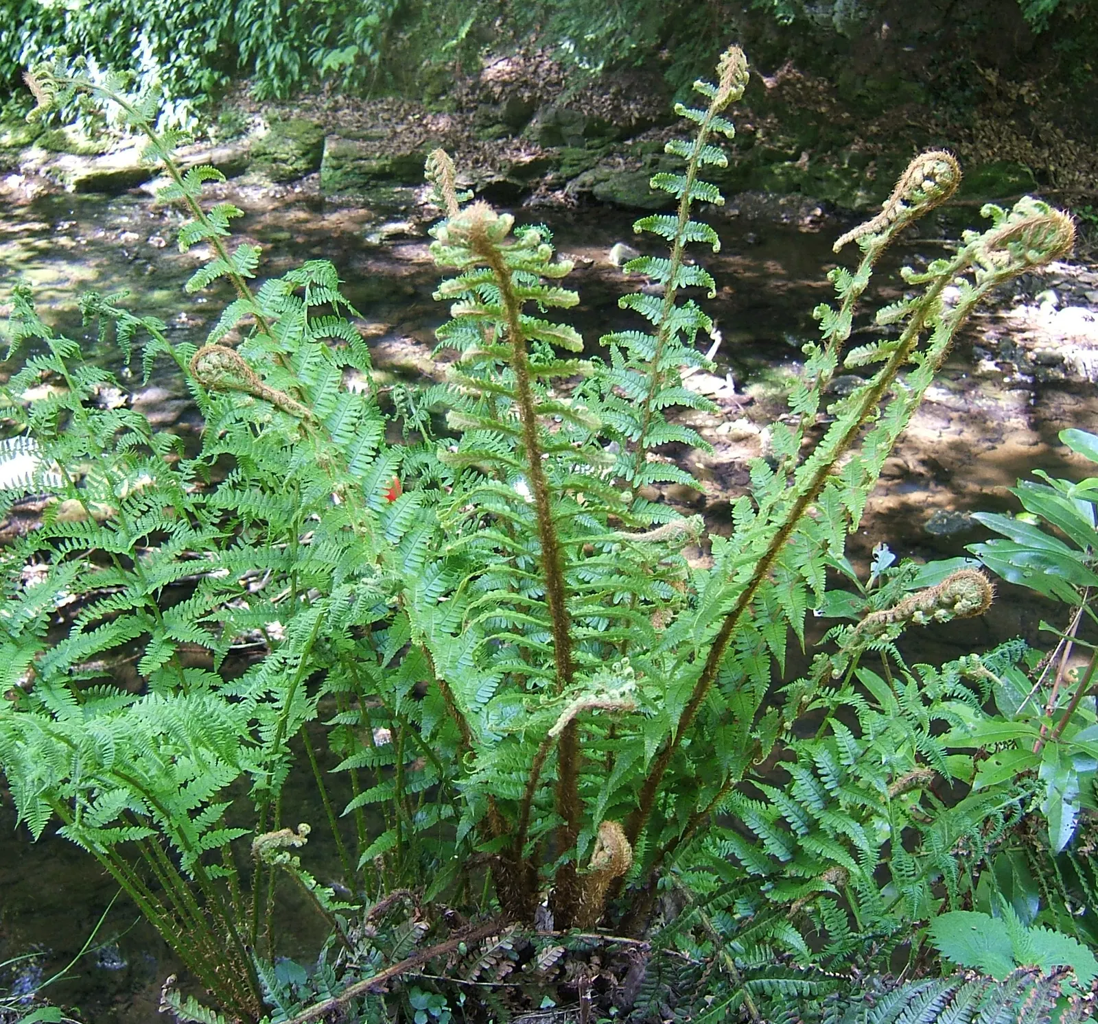 Golden Scaled Male Fern (Dryopteris Affinis) — adding a hint of brightness and contrast to the rich green foliage