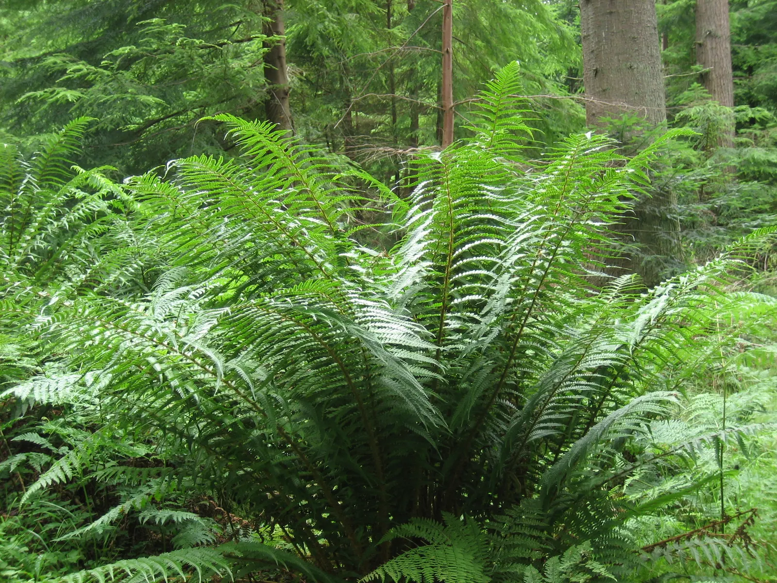 Golden Scaled Male Fern (Dryopteris Affinis) — Distinguished by its golden-brown scales and robust