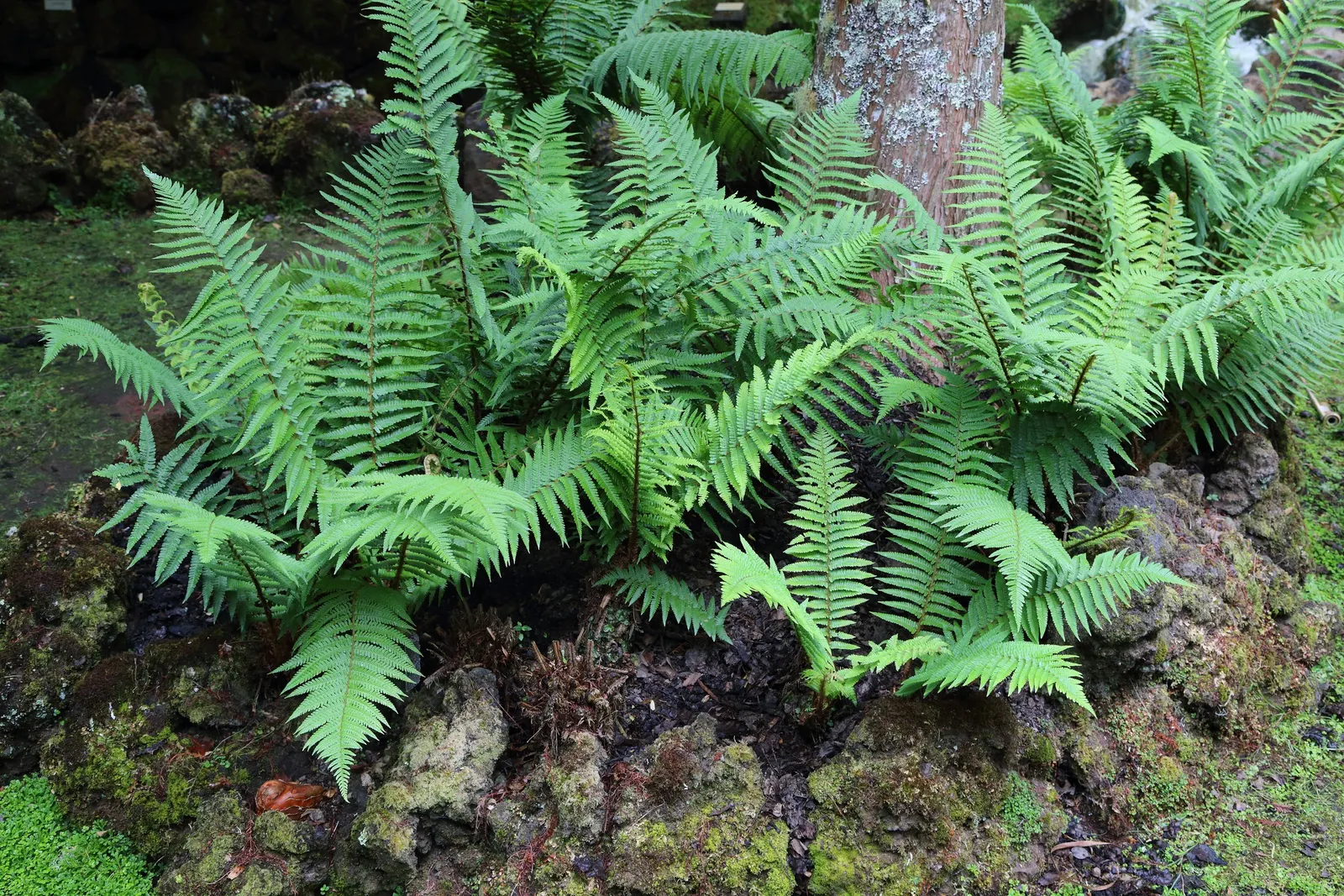 Golden Scaled Male Fern (Dryopteris Affinis) — scientifically named Dryopteris affinis
