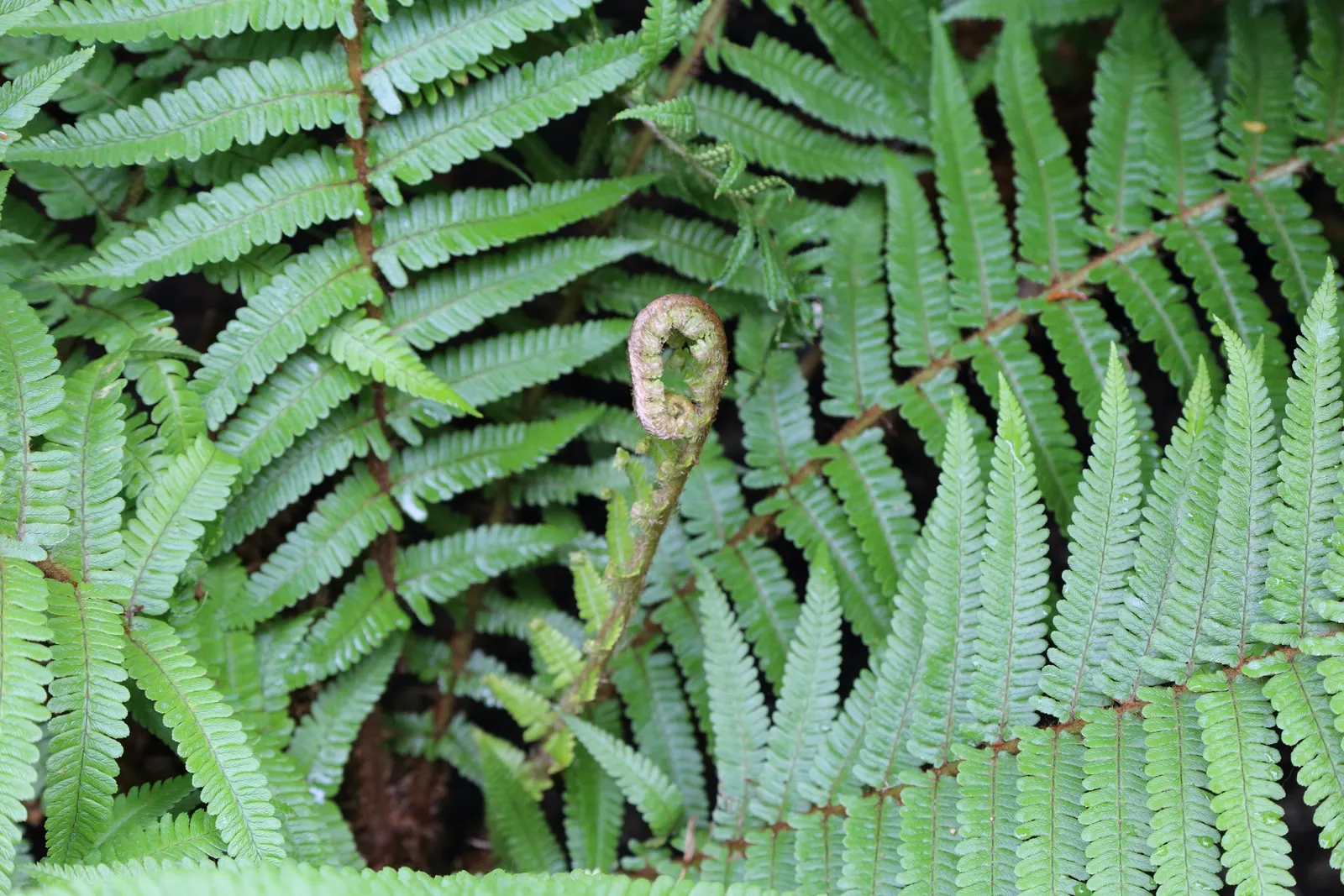 Golden Scaled Male Fern (Dryopteris Affinis) — It provides year-round visual interest and is ideal for woodland settings or as an understory plant