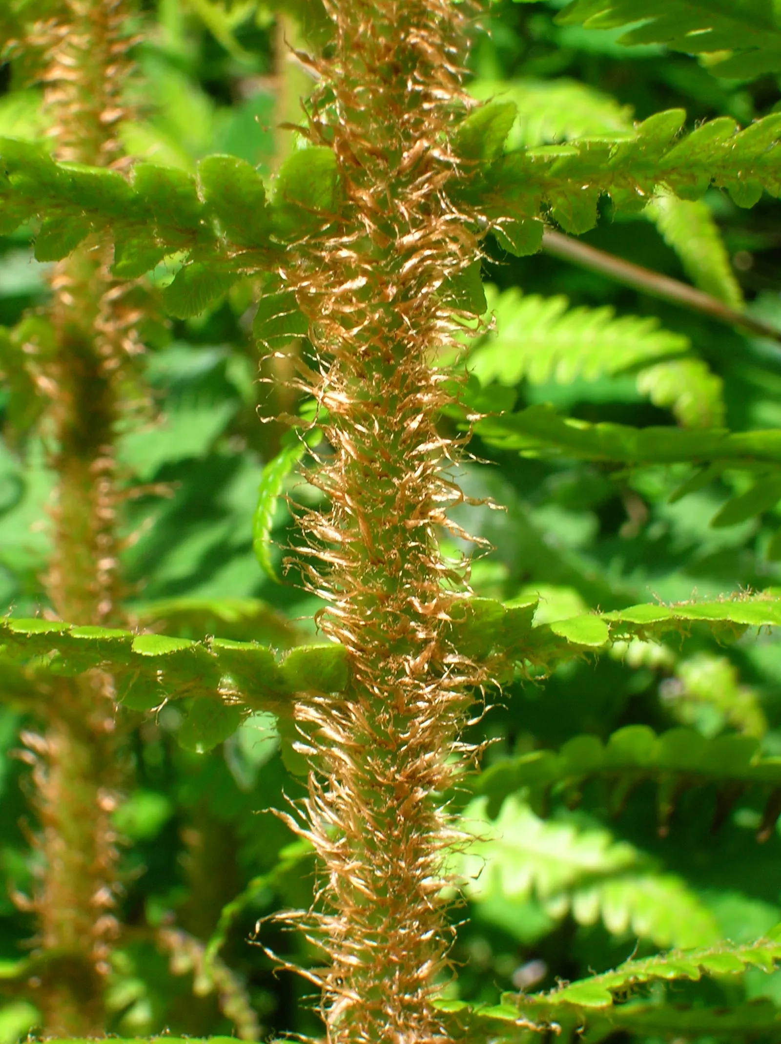 Golden Scaled Male Fern (Dryopteris Affinis) — this fern prefers dappled to full shade; semi-evergreen fronds and lush