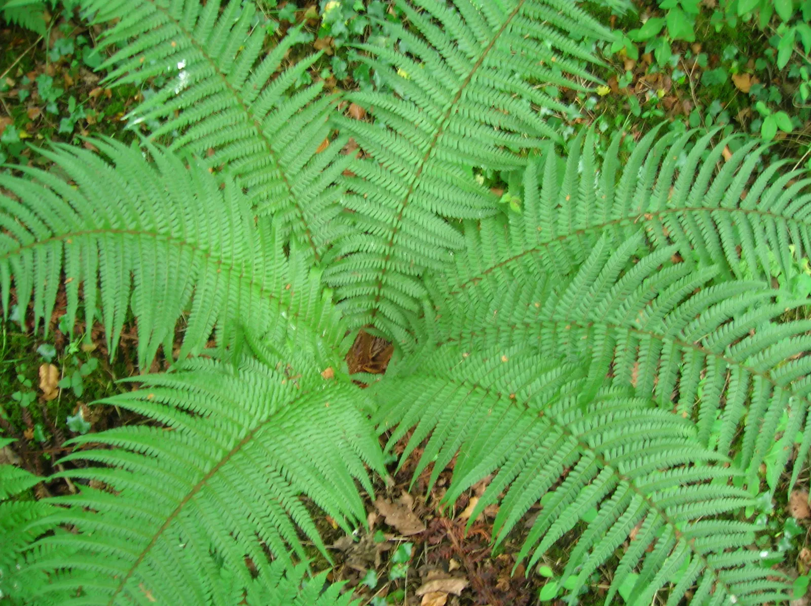 Golden Scaled Male Fern (Dryopteris Affinis) — presents a stately addition to any landscape with its expansive; distinguished by its golden-brown scales and