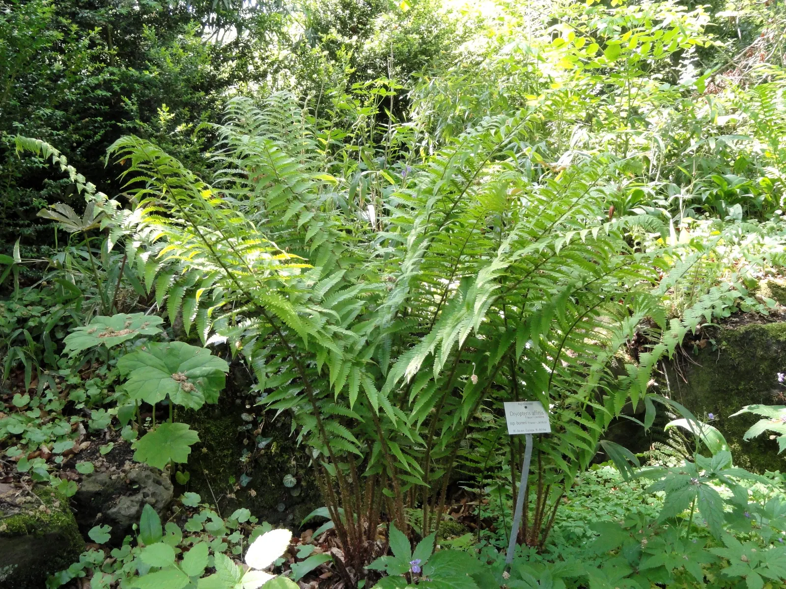 Golden Scaled Male Fern (Dryopteris Affinis) — not only adds aesthetic value but also promotes biodiversity by providing habitat for native wildlife