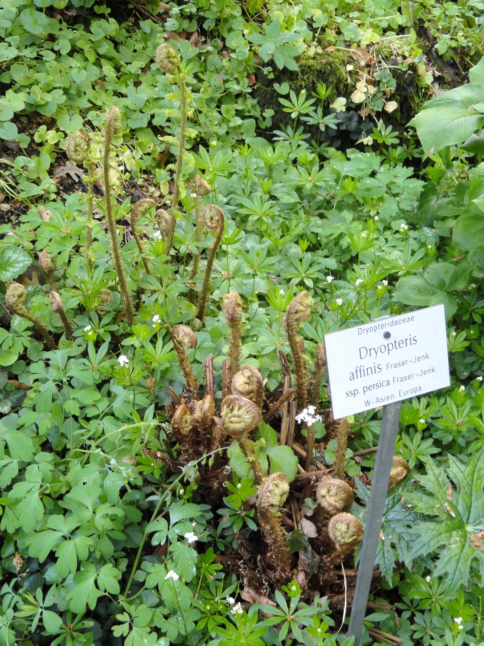 Golden Scaled Male Fern (Dryopteris Affinis) — Distinguished by its golden-brown scales and robust; the soil should ideally be rich