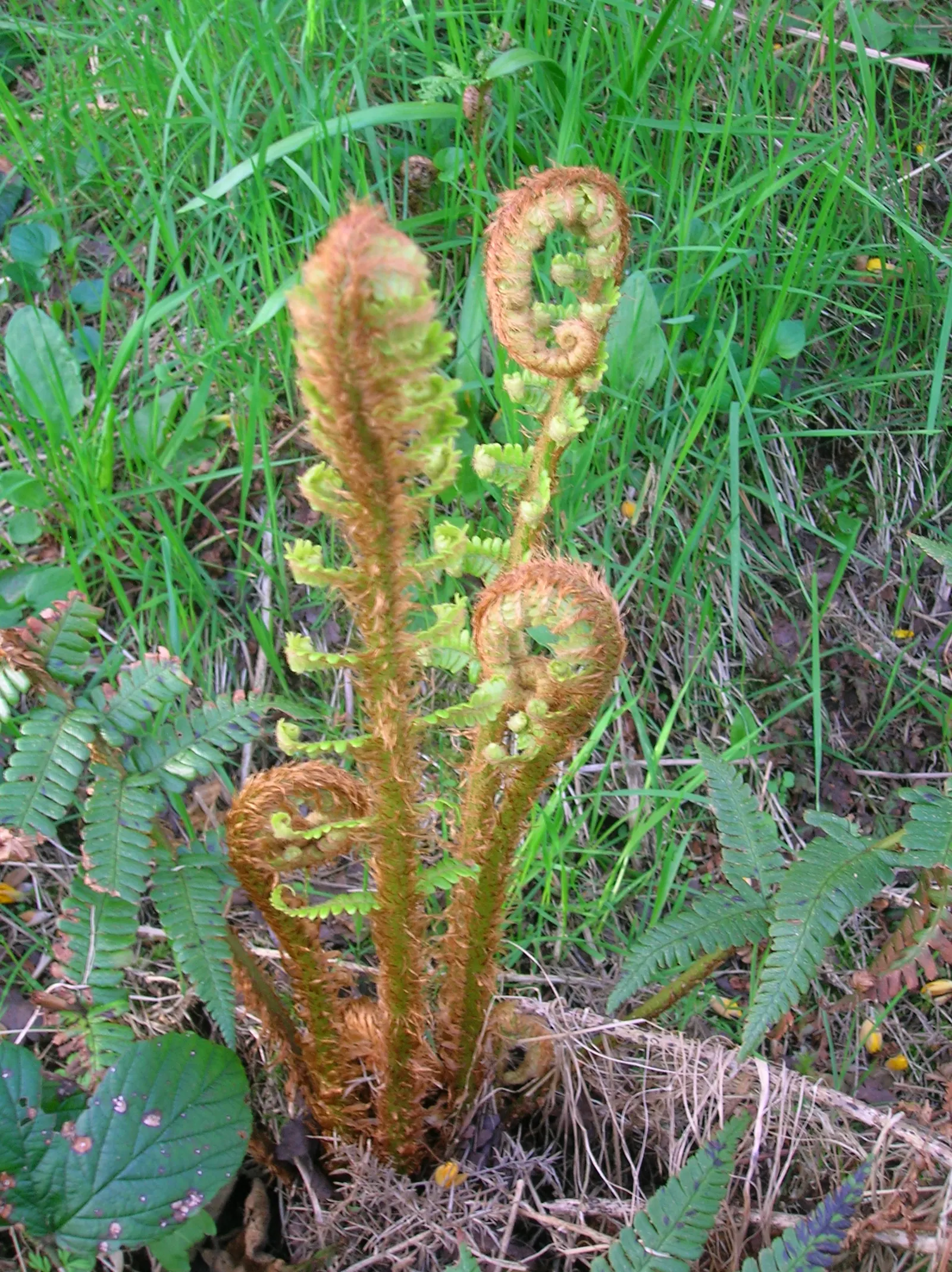 Golden Scaled Male Fern (Dryopteris Affinis) — exhibiting robust cold tolerance; with its clump-forming habit