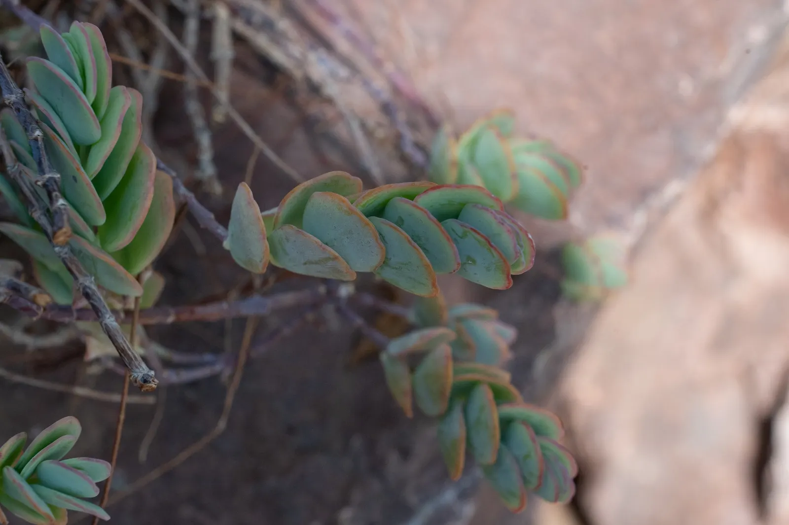 Marnier's Kalanchoe (Kalanchoe marnieriana) — Thriving in USDA zones 9 to 11