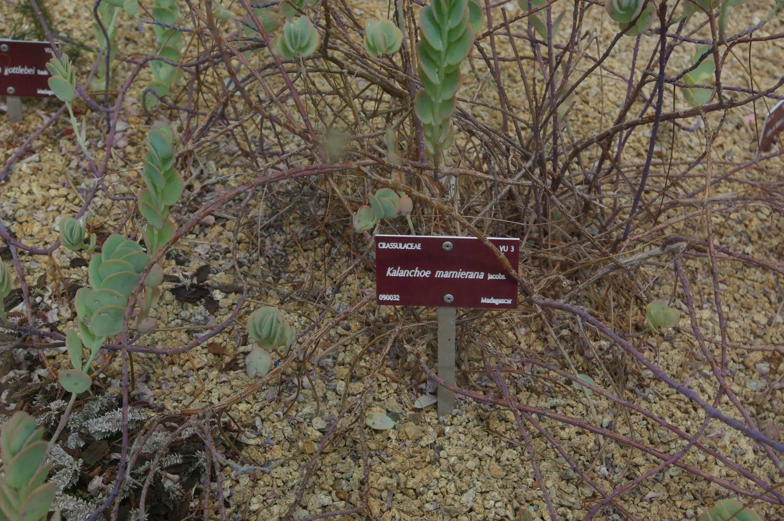 Marnier's Kalanchoe (Kalanchoe marnieriana) — is an attractive succulent appreciated for its distinct foliage and growth habit