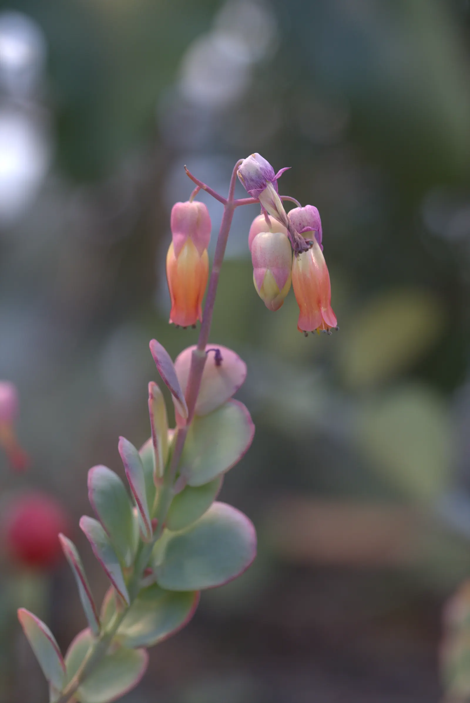 Marnier's Kalanchoe (Kalanchoe marnieriana) — making it ideal for rock gardens or as a drought-tolerant ground cover