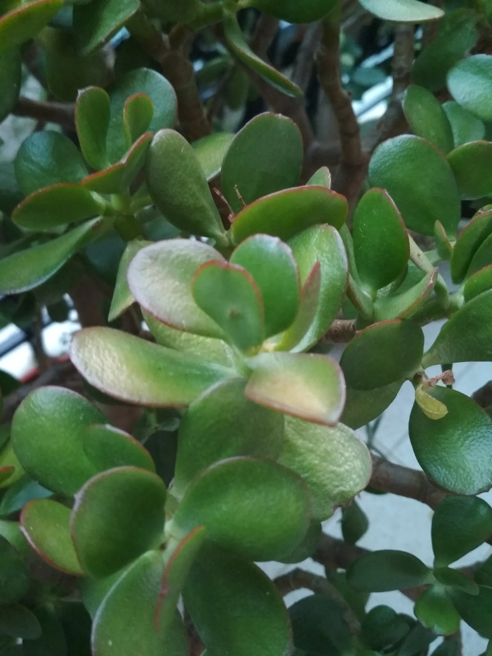 Marnier's Kalanchoe (Kalanchoe marnieriana) — This easy-care plant reaches up to 18 inches tall, spreading wide in clumps