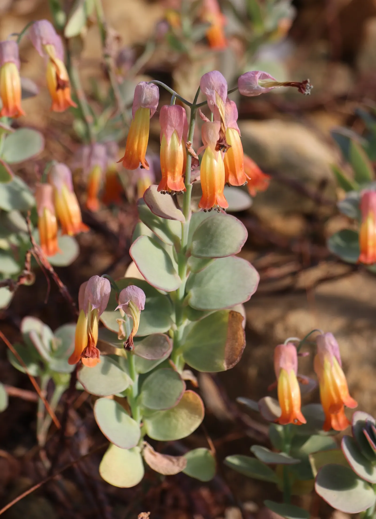 Marnier's Kalanchoe (Kalanchoe marnieriana) — In late winter, it produces bell-shaped, orange-pink flowers on arching stems
