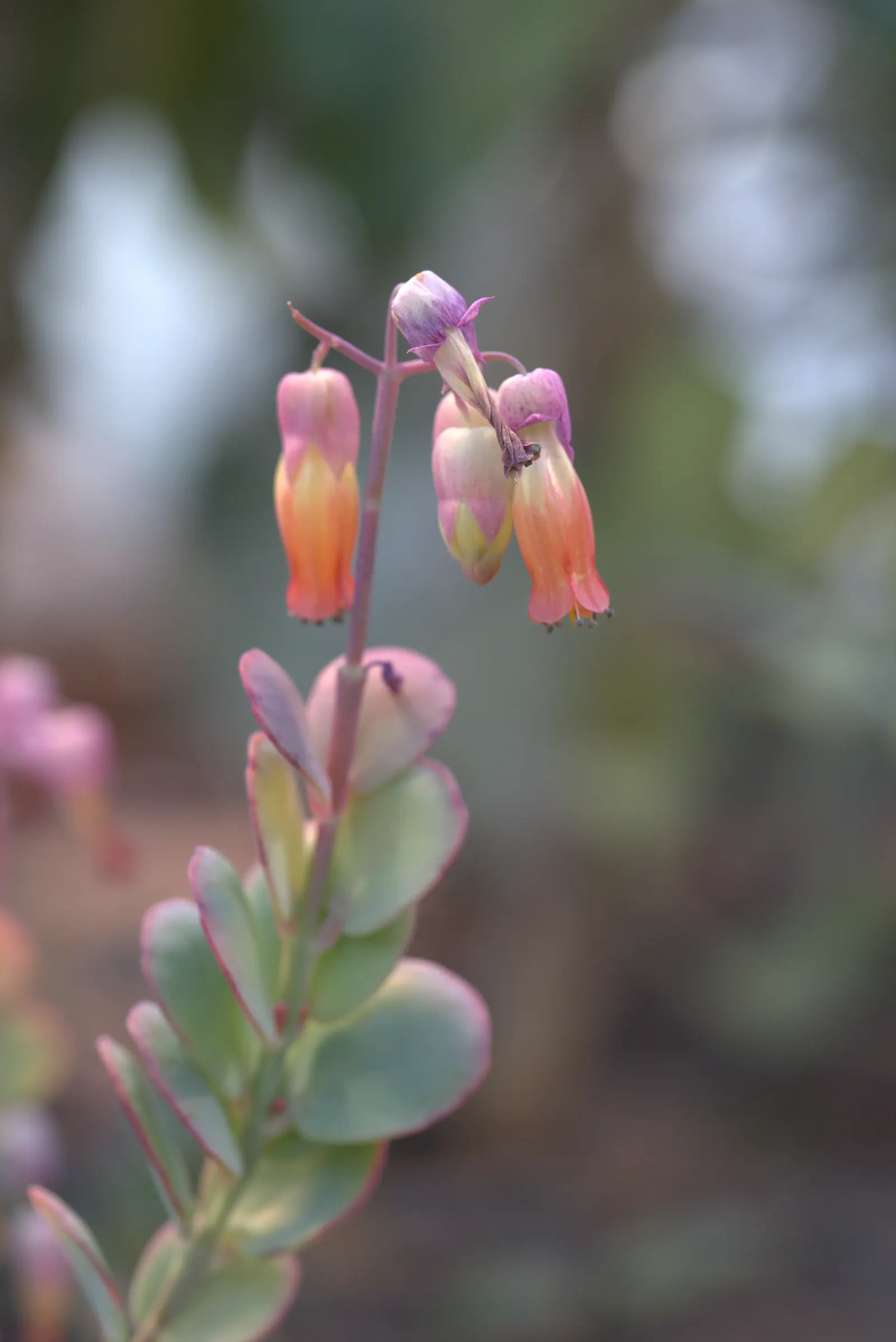 Marnier's Kalanchoe (Kalanchoe marnieriana) — blue-green leaves edged in pink
