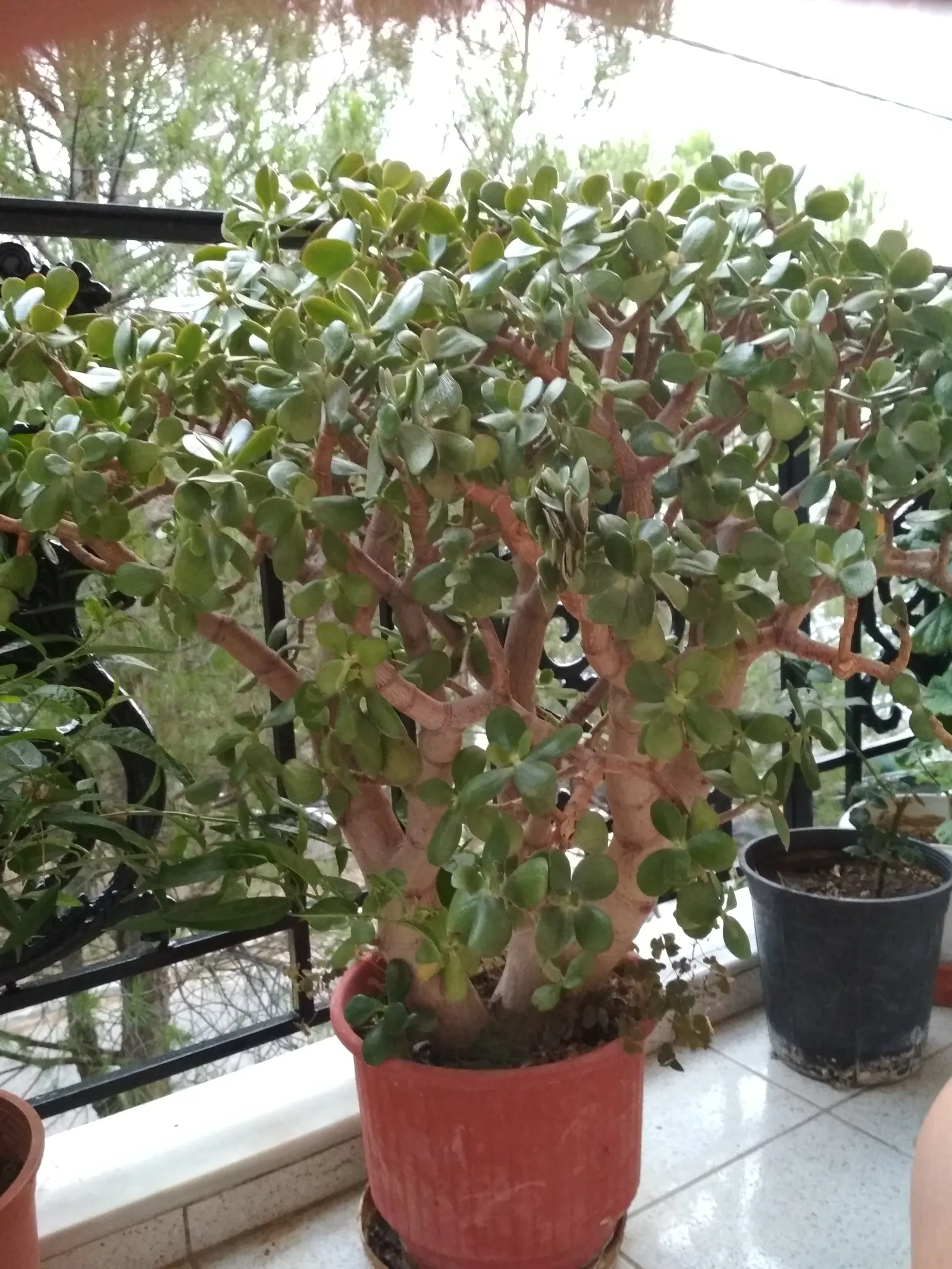 Marnier's Kalanchoe (Kalanchoe marnieriana) — especially when exposed to full sun or cooler temperatures