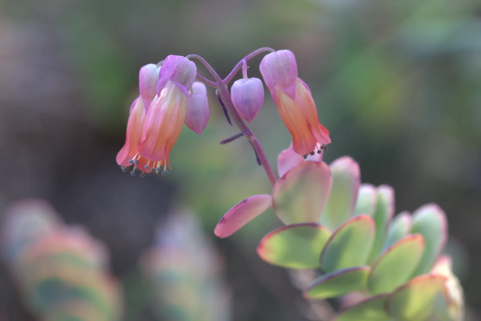 Marnier's Kalanchoe (Kalanchoe marnieriana) — commonly referred to as Marnier's Kalanchoe or Marnier's Jade