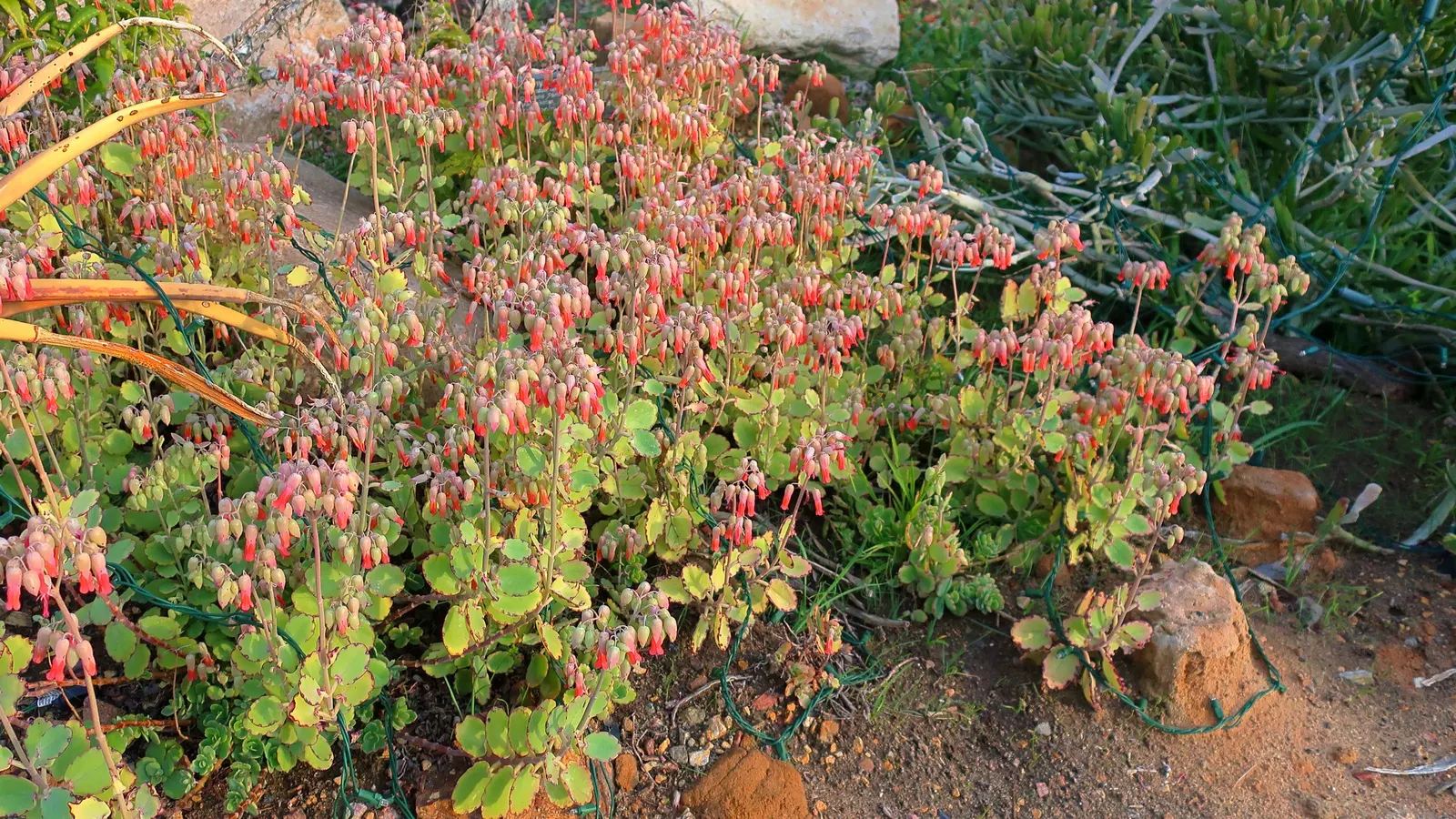 Marnier's Kalanchoe (Kalanchoe marnieriana) — adding to its visual interest.<br><br>Flowering typically occurs in the winter to early spring