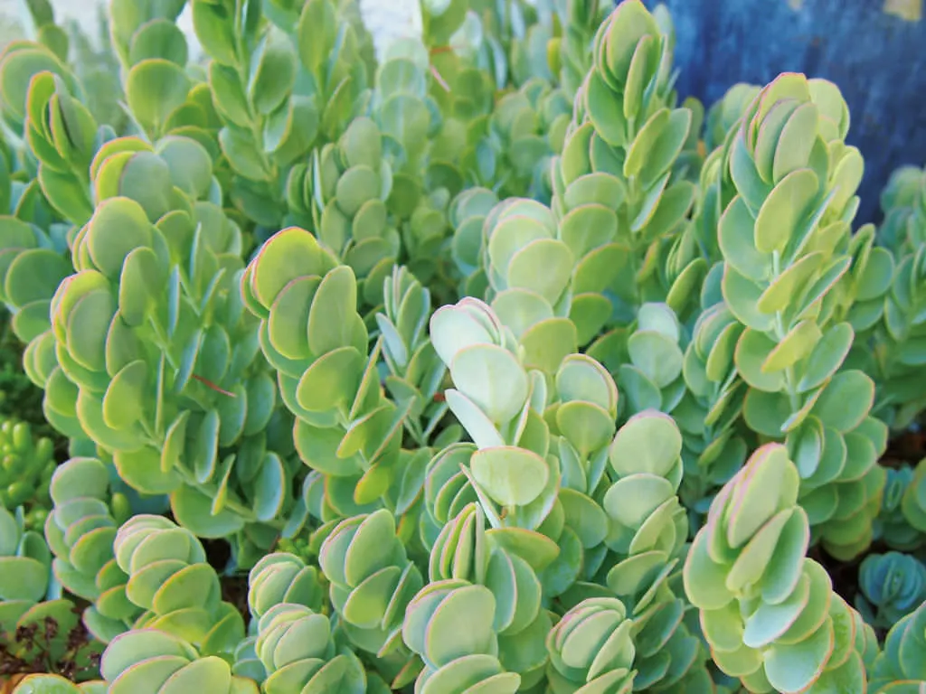 Marnier's Kalanchoe (Kalanchoe marnieriana) — Marnier's Kalanchoe (Kalanchoe marnieriana) is a perennial succulent with flat