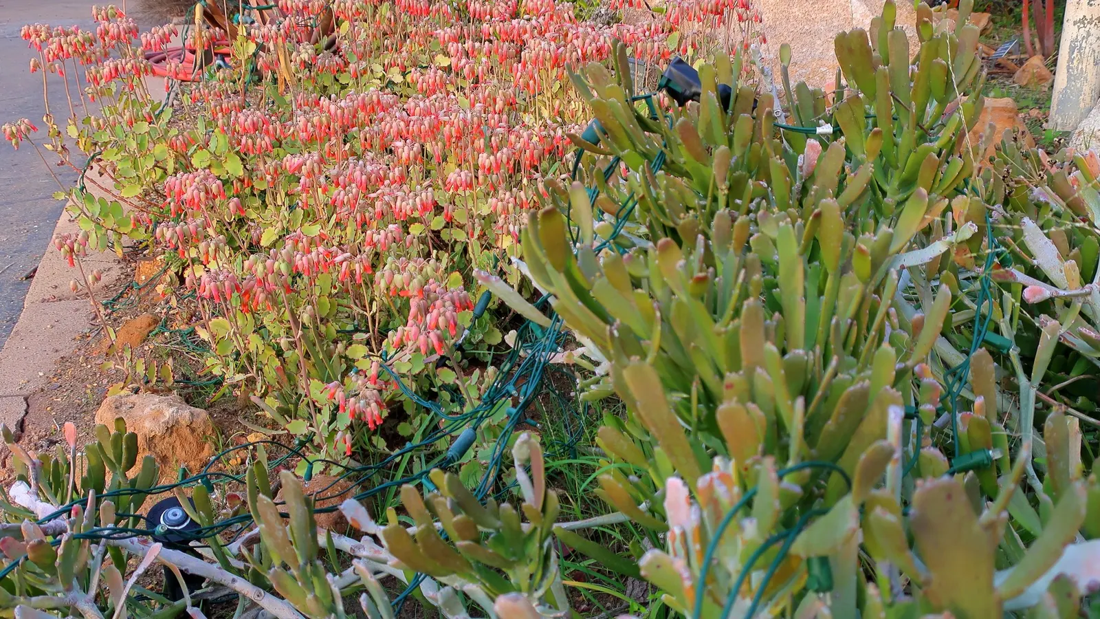 Marnier's Kalanchoe (Kalanchoe marnieriana) — making it ideal for rock gardens or as a drought-tolerant ground cover; red flowers in the garden