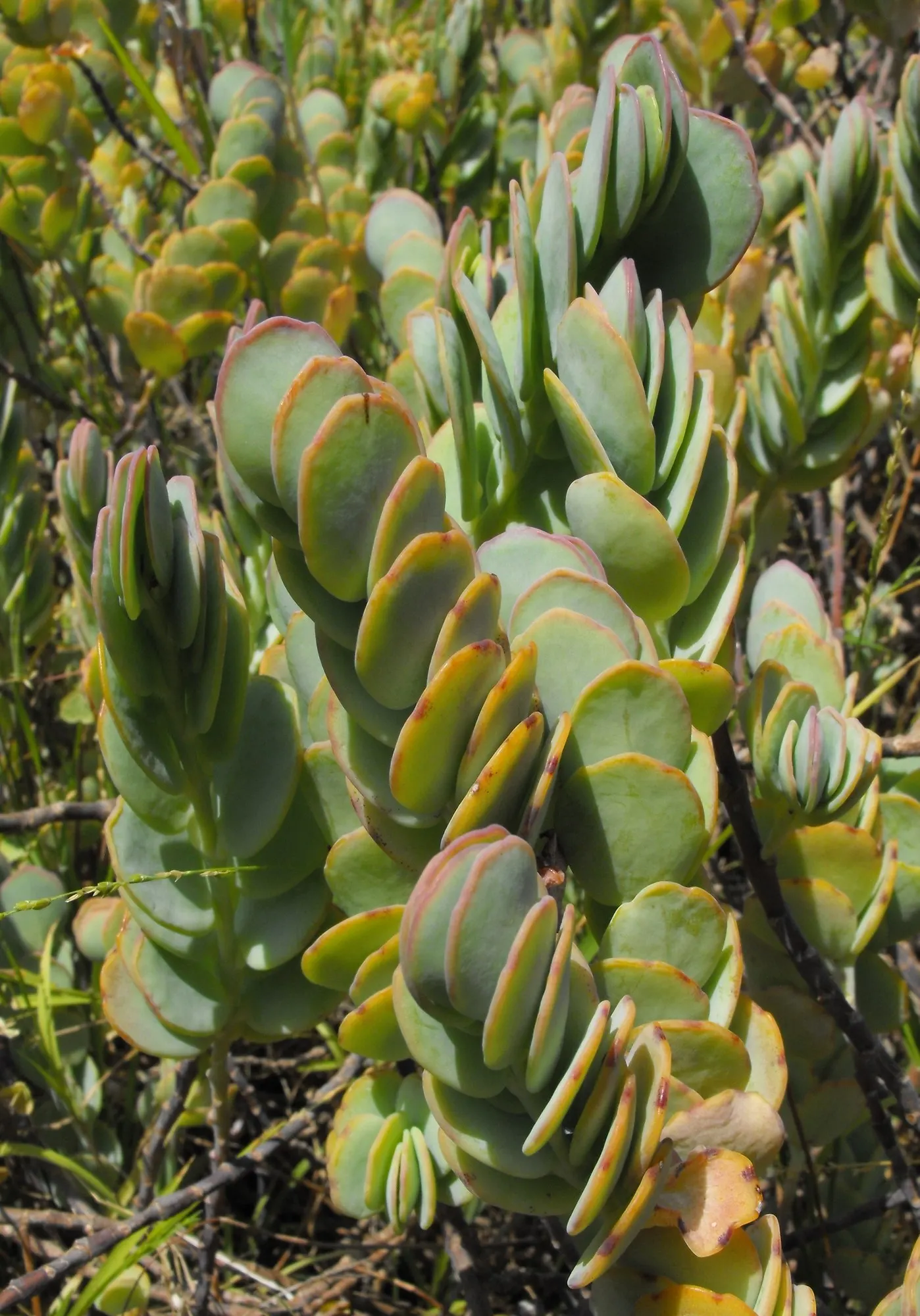 Marnier's Kalanchoe (Kalanchoe marnieriana) — it prefers full sun to partial shade and well-drained soil; marnier's Kalanchoe prefers well-draining soil and a