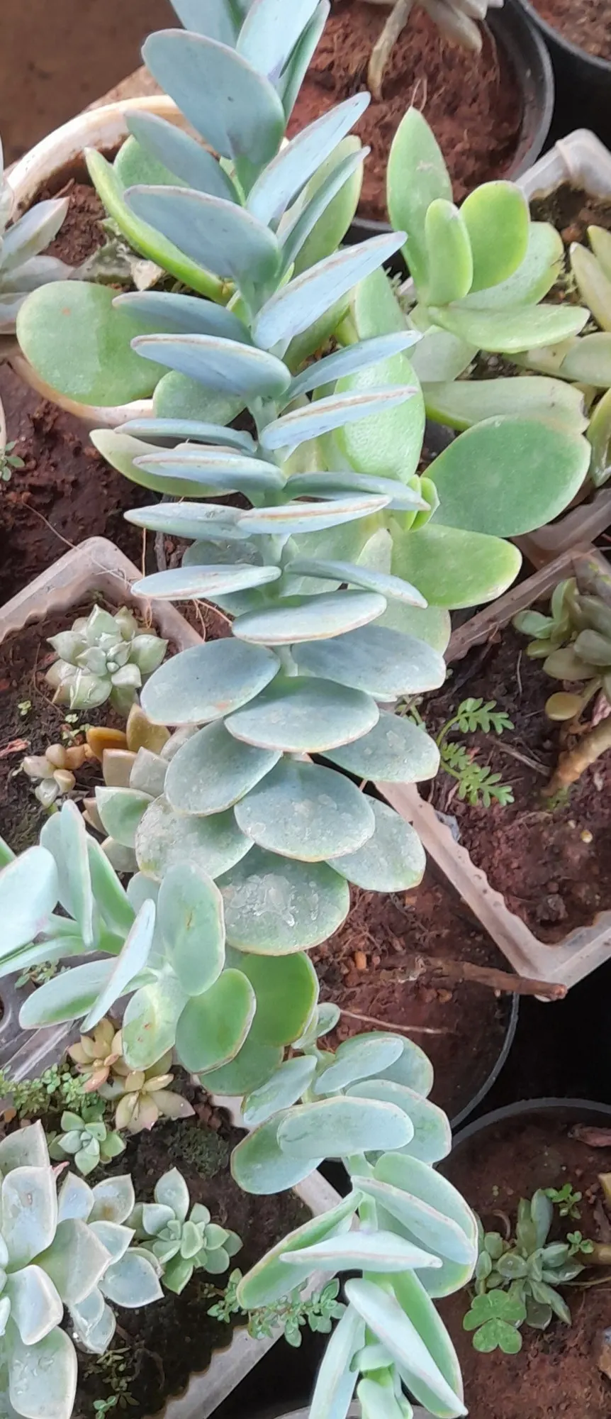 Marnier's Kalanchoe (Kalanchoe marnieriana) — succulent for half or shade