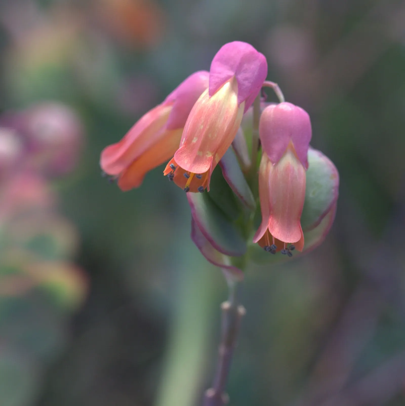 Marnier's Kalanchoe (Kalanchoe marnieriana) — making it perfect for xeriscaping or low-maintenance garden areas