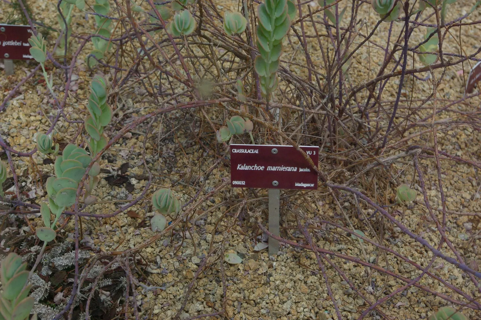 Marnier's Kalanchoe (Kalanchoe marnieriana) — In late winter, it produces bell-shaped, orange-pink flowers on arching stems; marnier's Kalanchoe (Kalanchoe
