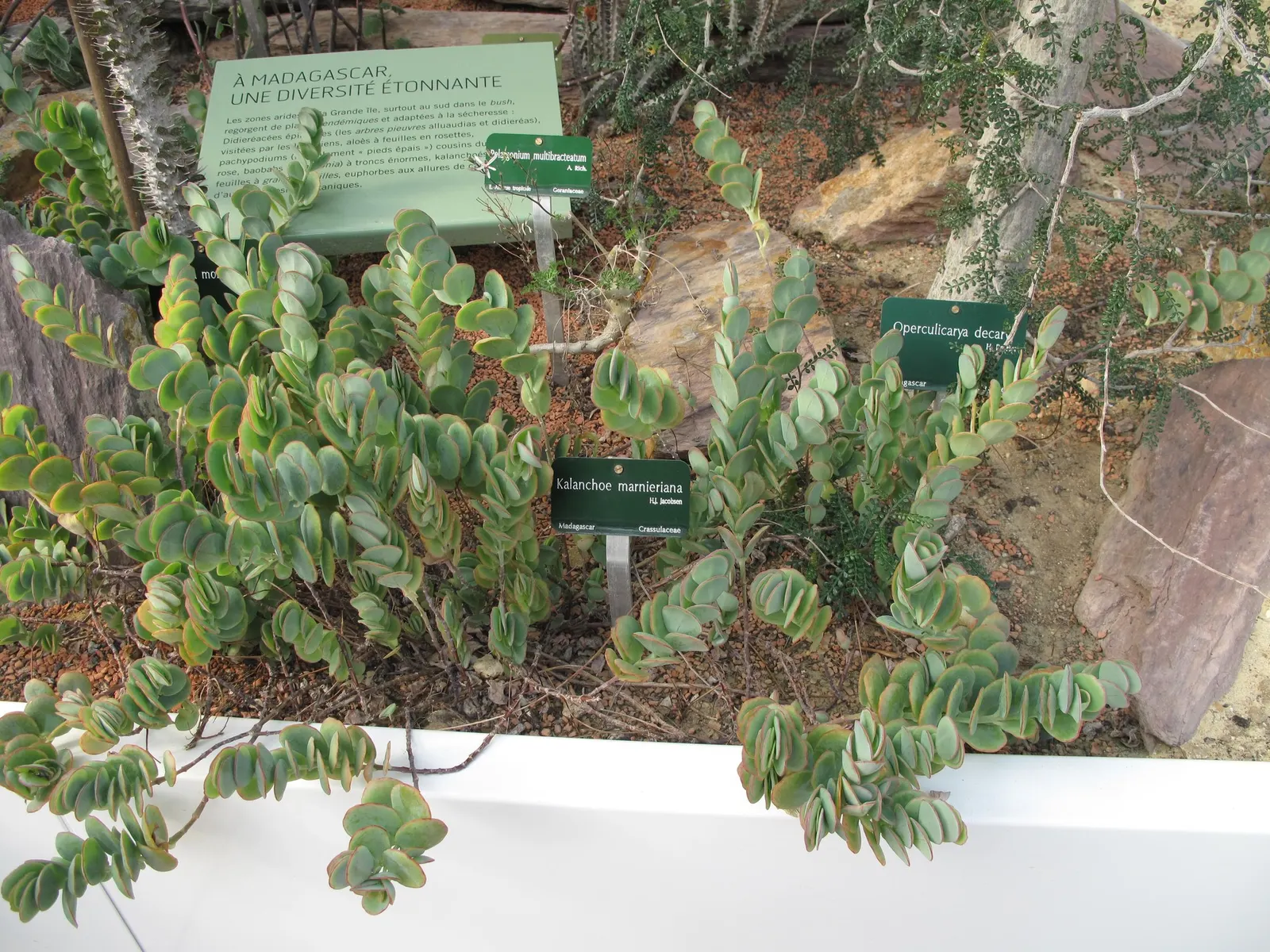 Marnier's Kalanchoe (Kalanchoe marnieriana) — Regularly prune faded flowers and leggy stems to encourage a compact, lush appearance