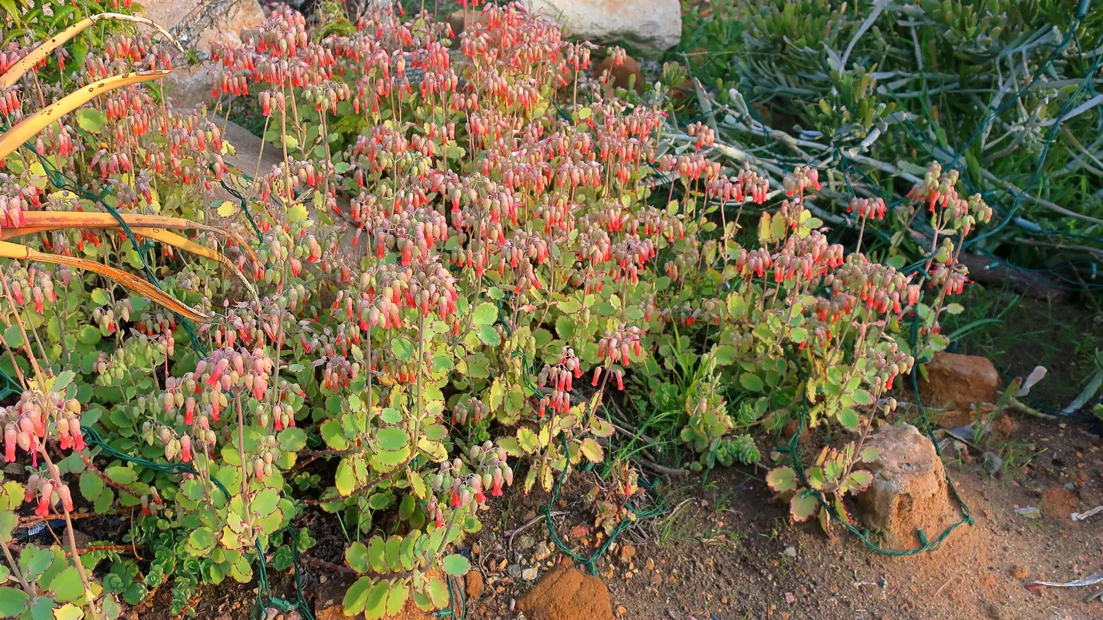 Marnier's Kalanchoe (Kalanchoe marnieriana) — Marnier's Kalanchoe (Kalanchoe marnieriana) is a perennial succulent with flat; in late winter, it produces