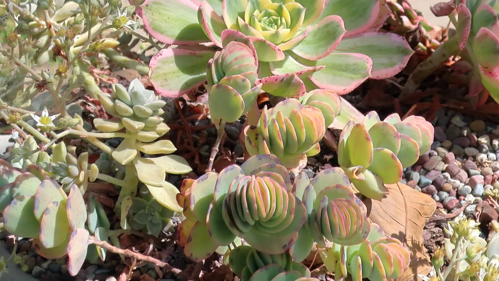 Marnier's Kalanchoe (Kalanchoe marnieriana) — is an attractive succulent appreciated for its distinct foliage and growth habit; the leaf margins may also