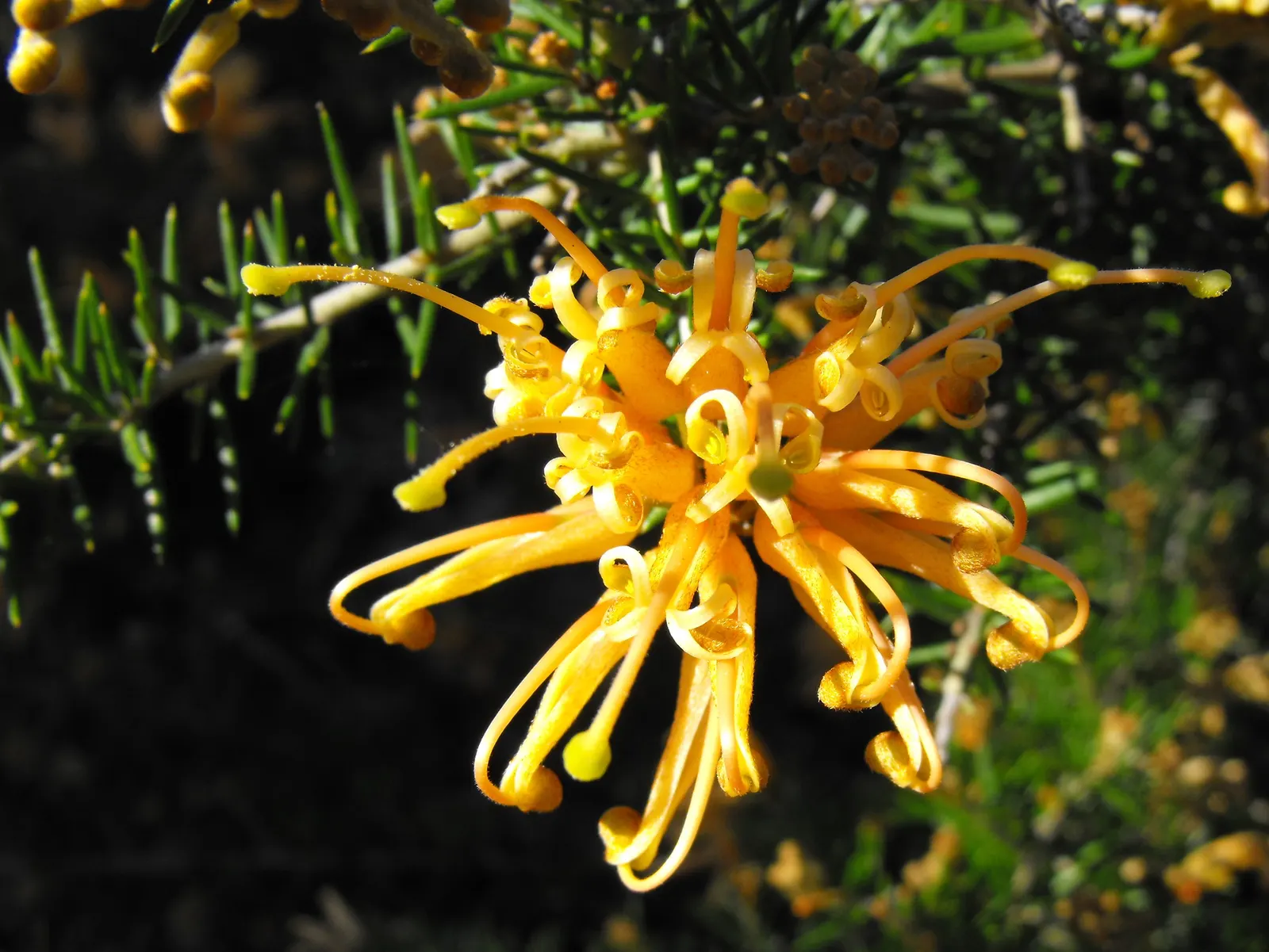Molongo Grevillea (Grevillea Juniperina 'Molonglo') — The Molongo Grevillea (Grevillea juniperina 'Molonglo') is an ornate shrub