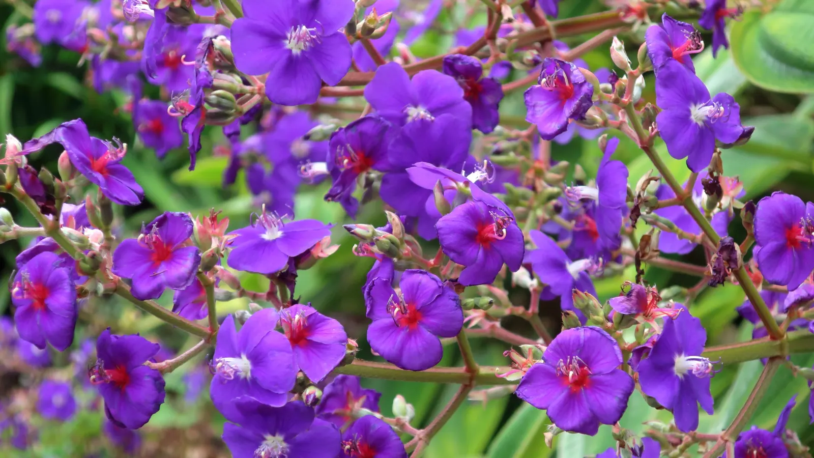Silver Leafed Princess Flower (Tibouchina Heteromala) — Thriving in USDA zones 9b-11, it reaches 3 to 5 feet in height with an equal spread