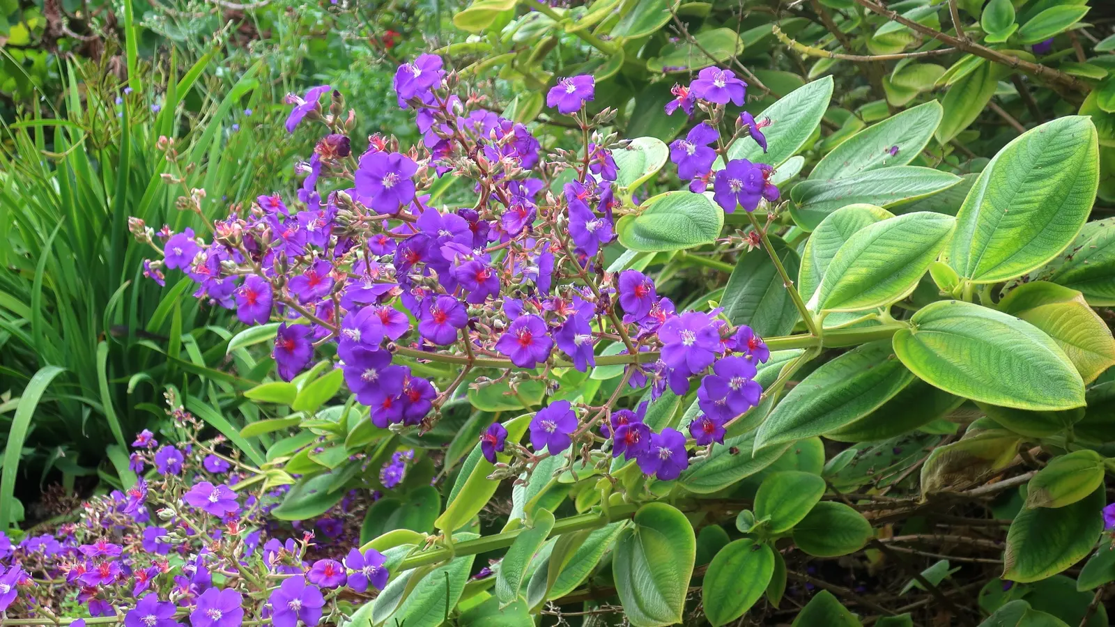 Silver Leafed Princess Flower (Tibouchina Heteromala) — is a tropical perennial valued for its striking foliage and vivid purple blooms