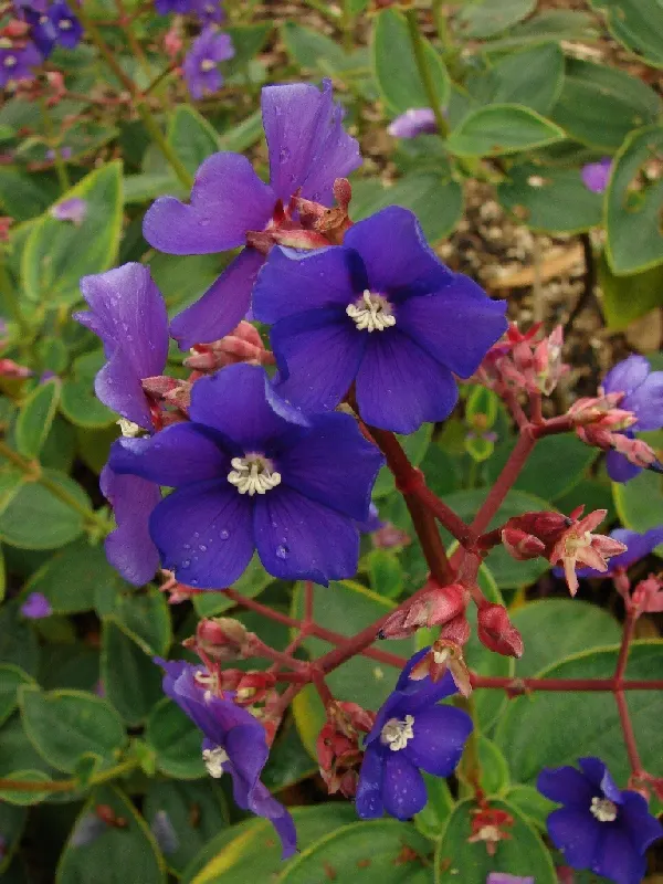 Silver Leafed Princess Flower (Tibouchina Heteromala) — Prune for shape and deadhead to encourage more blossoms