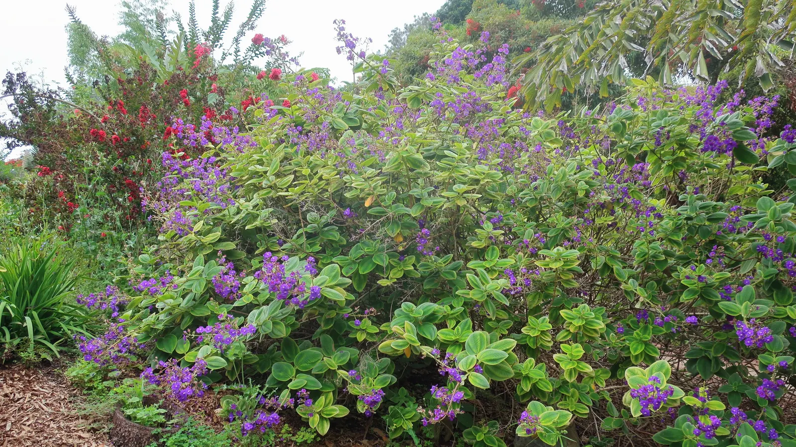 Silver Leafed Princess Flower (Tibouchina Heteromala) — commonly known as the Silver Leafed Princess Flower