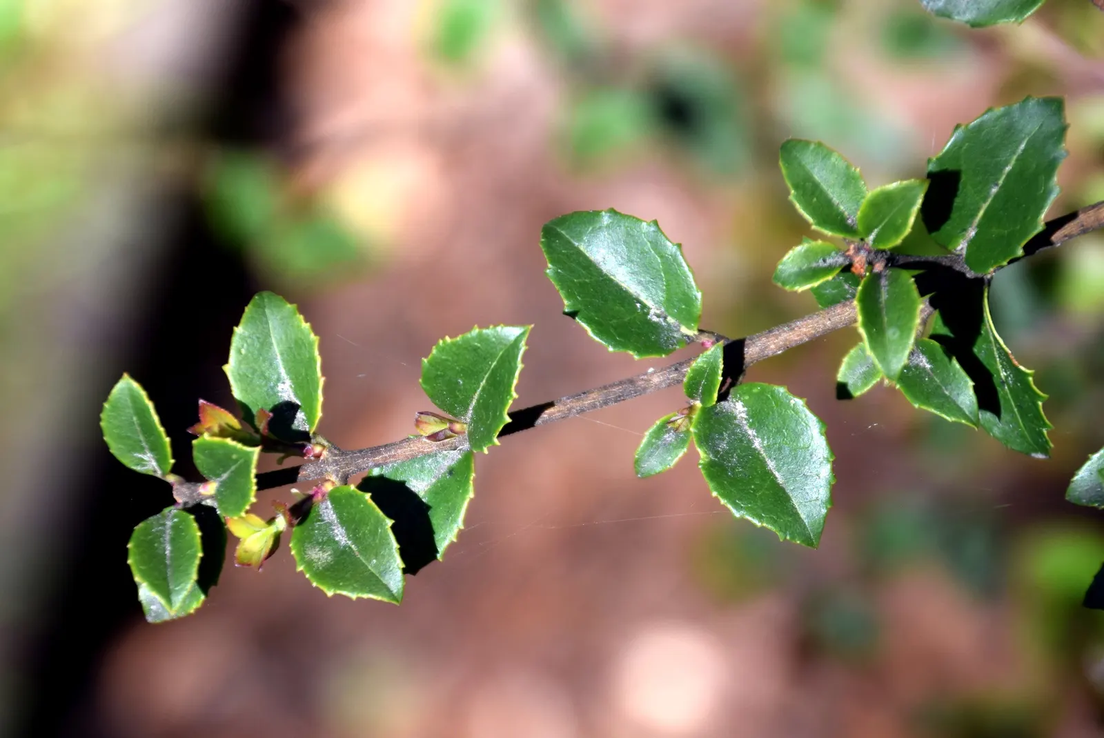 Delavay Osmanthus (Osmanthus Delavayi) — making it an ideal selection for hedges
