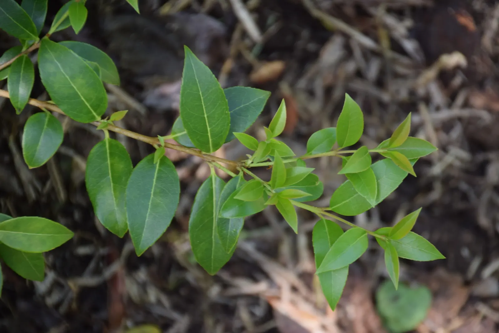 Delavay Osmanthus (Osmanthus Delavayi) — which will promote optimal floral display and growth
