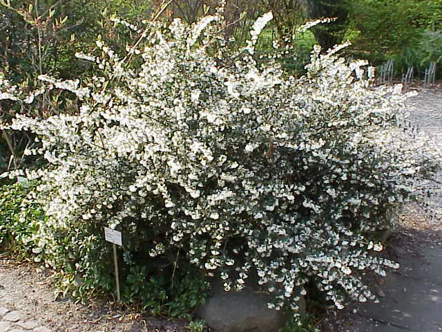 Delavay Osmanthus (Osmanthus Delavayi) — is a captivating evergreen shrub that takes a treasured place in both formal and informal garden designs