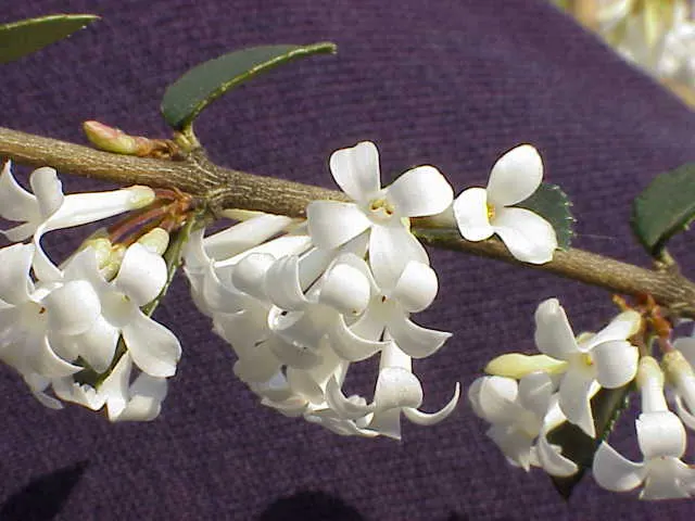 Delavay Osmanthus (Osmanthus Delavayi) — This species is notable for its dense