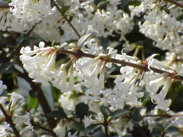 Delavay Osmanthus (Osmanthus Delavayi) — The Delavay Osmanthus (Osmanthus delavayi) is a dense, evergreen shrub, ideal for hedges and screens