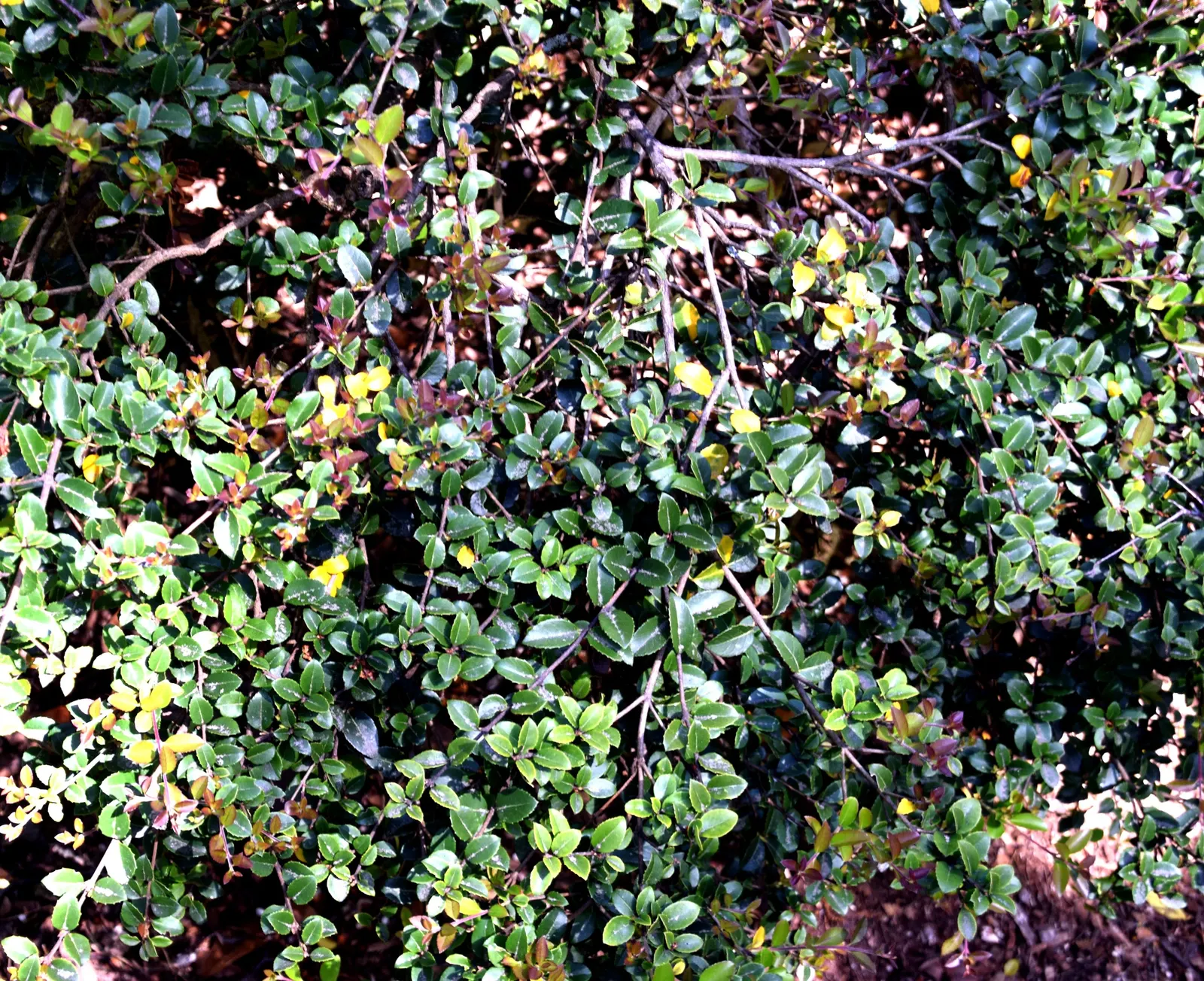 Delavay Osmanthus (Osmanthus Delavayi) — Blooming primarily in the spring