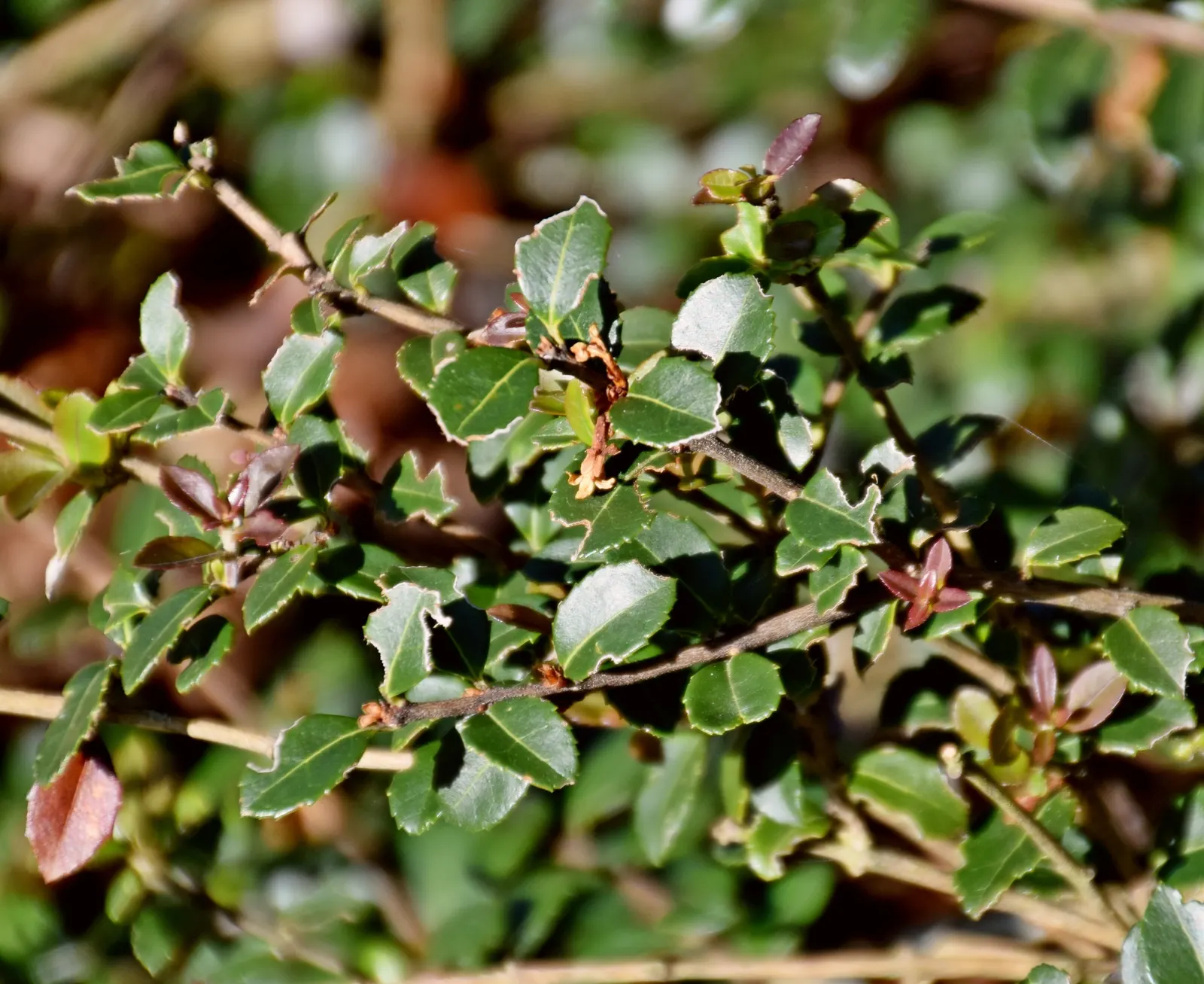 Delavay Osmanthus (Osmanthus Delavayi) — It is advisable to provide a sheltered position with partial to full sun exposure