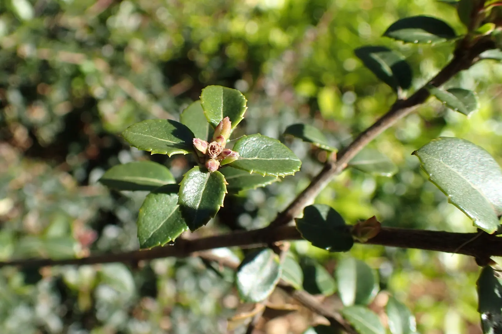 Delavay Osmanthus (Osmanthus Delavayi) — typically reaching 4 to 8 feet in height with a similar spread