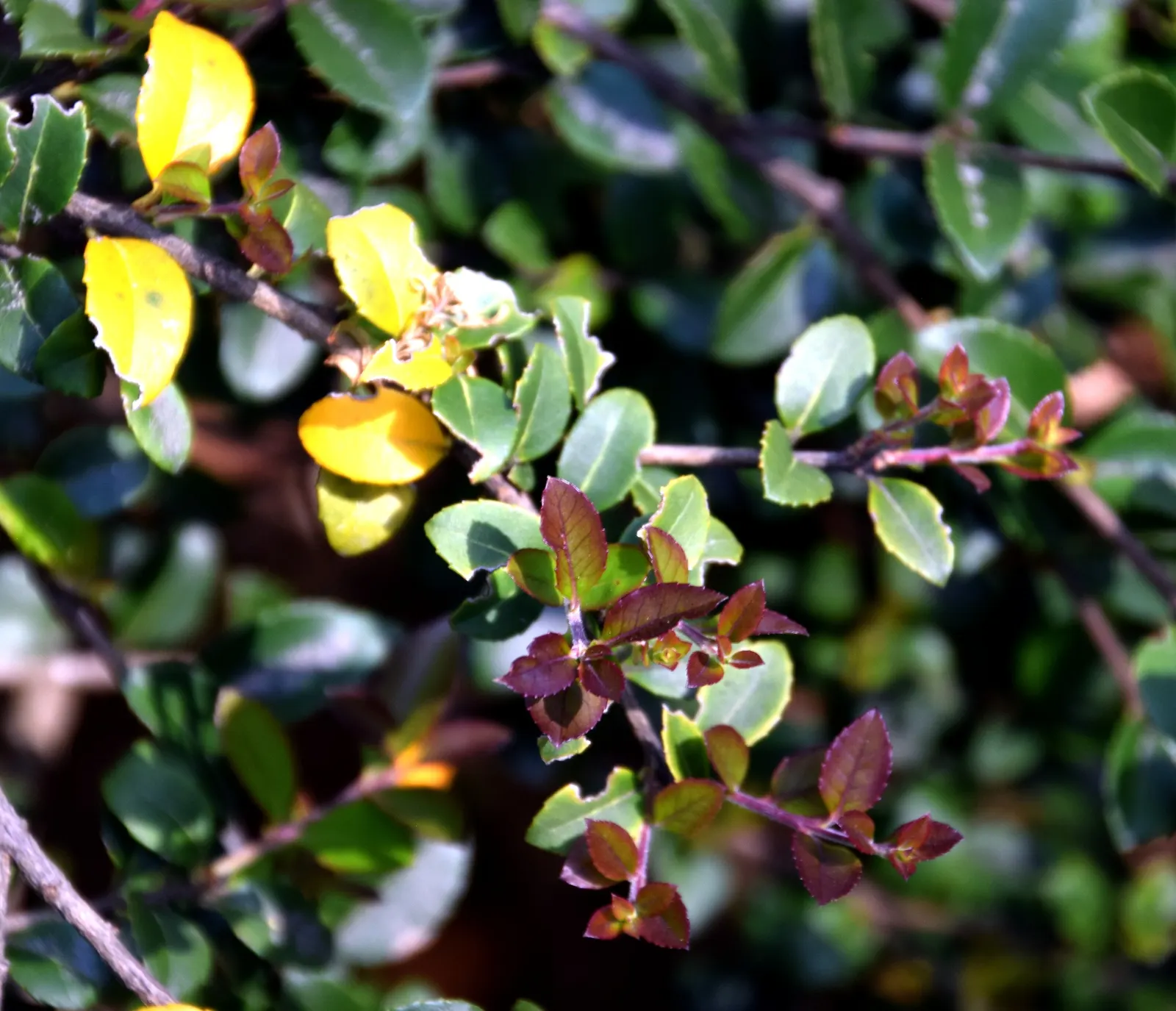 Delavay Osmanthus (Osmanthus Delavayi) — the fragrant blossoms cluster at the stem tips