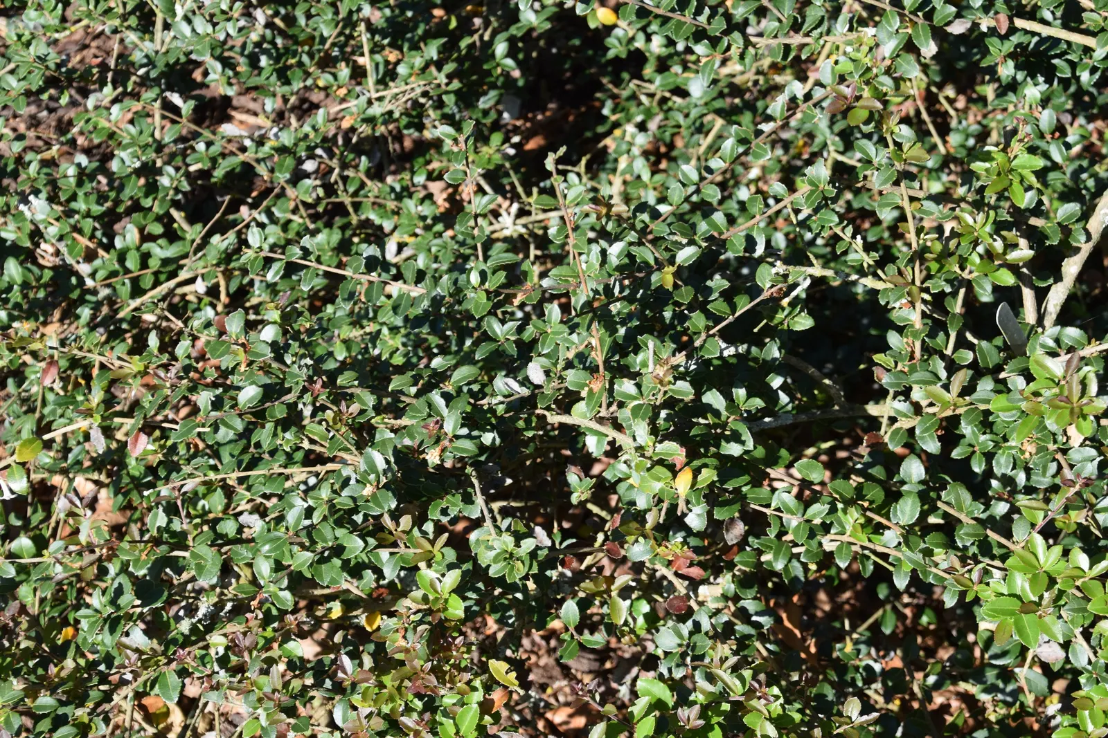 Delavay Osmanthus (Osmanthus Delavayi) — One of the magnificent features of the Delavay Osmanthus is its petite, yet profuse white flowers