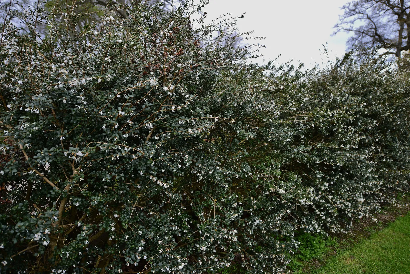 Delavay Osmanthus (Osmanthus Delavayi) — or as a standalone specimen.<br><br>The plant thrives in USDA zones 7 through 9