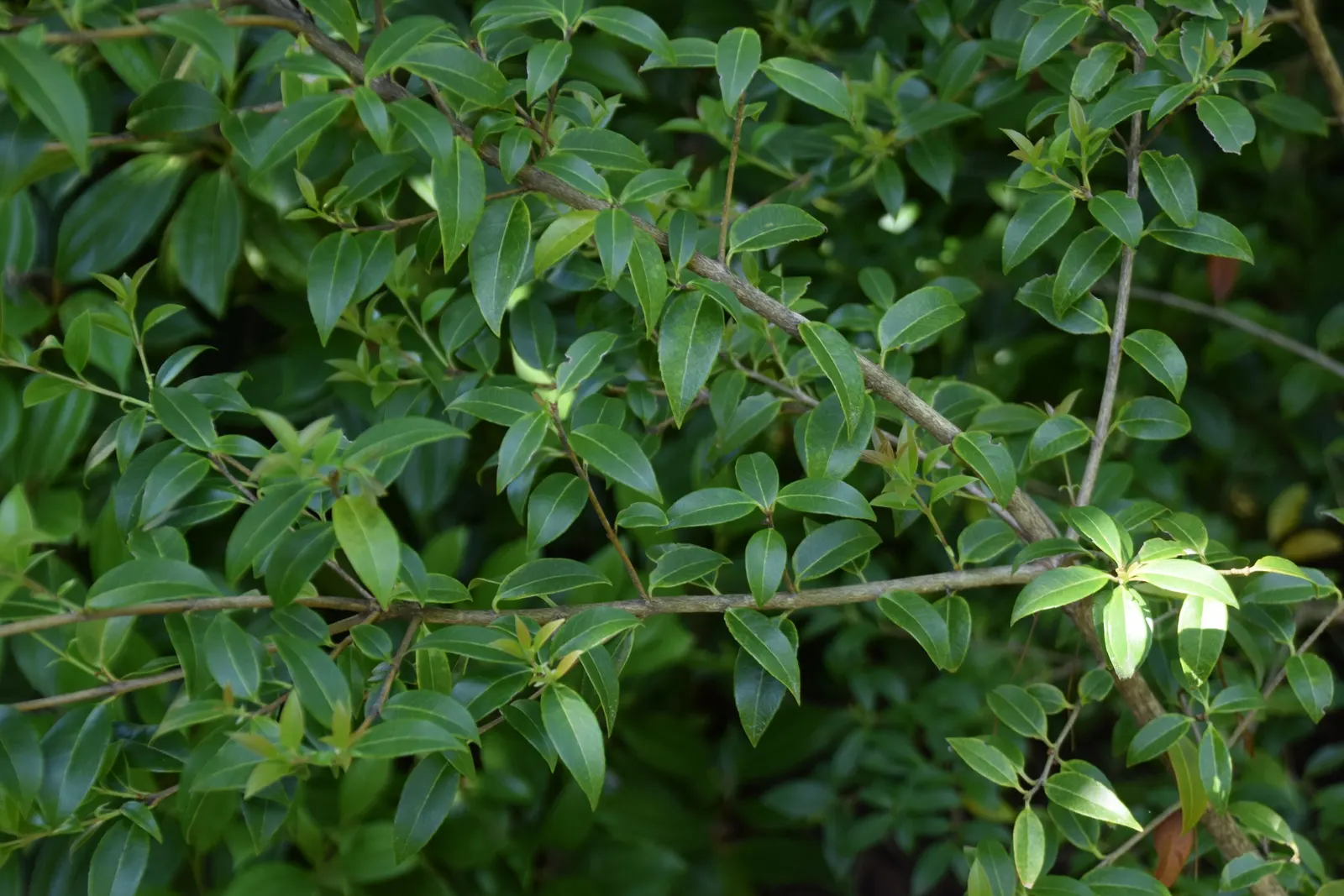 Delavay Osmanthus (Osmanthus Delavayi) — preferring well-drained loamy soil