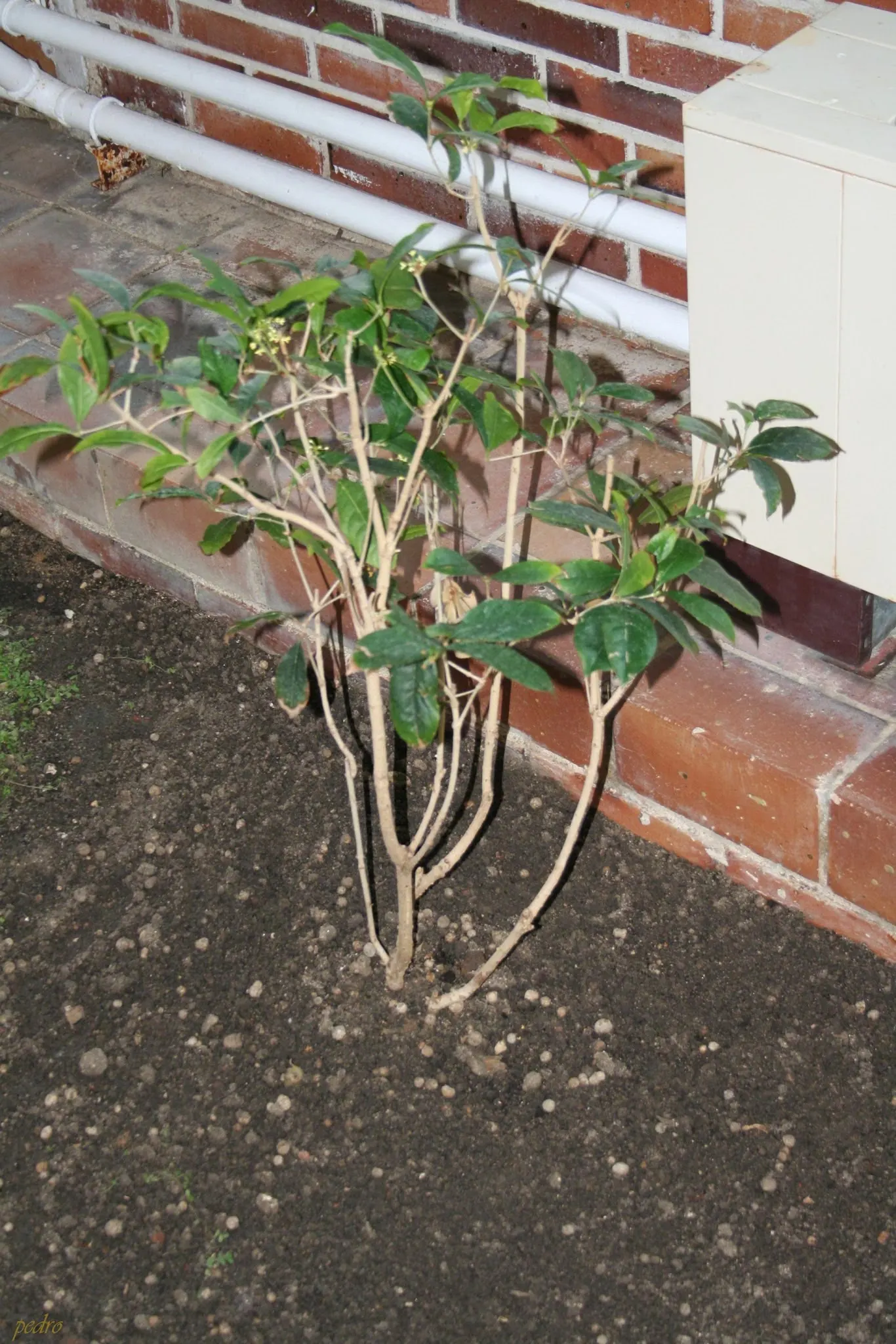 Delavay Osmanthus (Osmanthus Delavayi) — commonly known as Delavay Osmanthus or Delavay Tea Olive