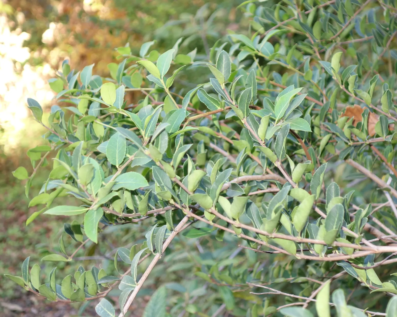 Delavay Osmanthus (Osmanthus Delavayi) — In spring, it produces highly fragrant, tiny white flowers, creating a delightful scent