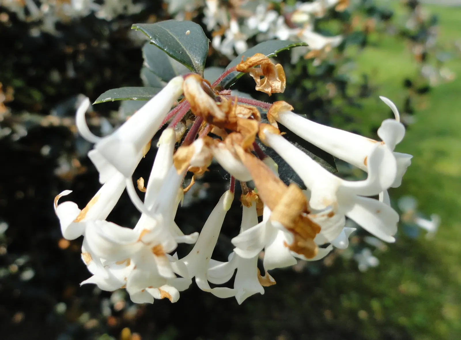 Delavay Osmanthus (Osmanthus Delavayi) — Hardy to USDA zone 7, this low-maintenance plant adds year-round interest to any garden design