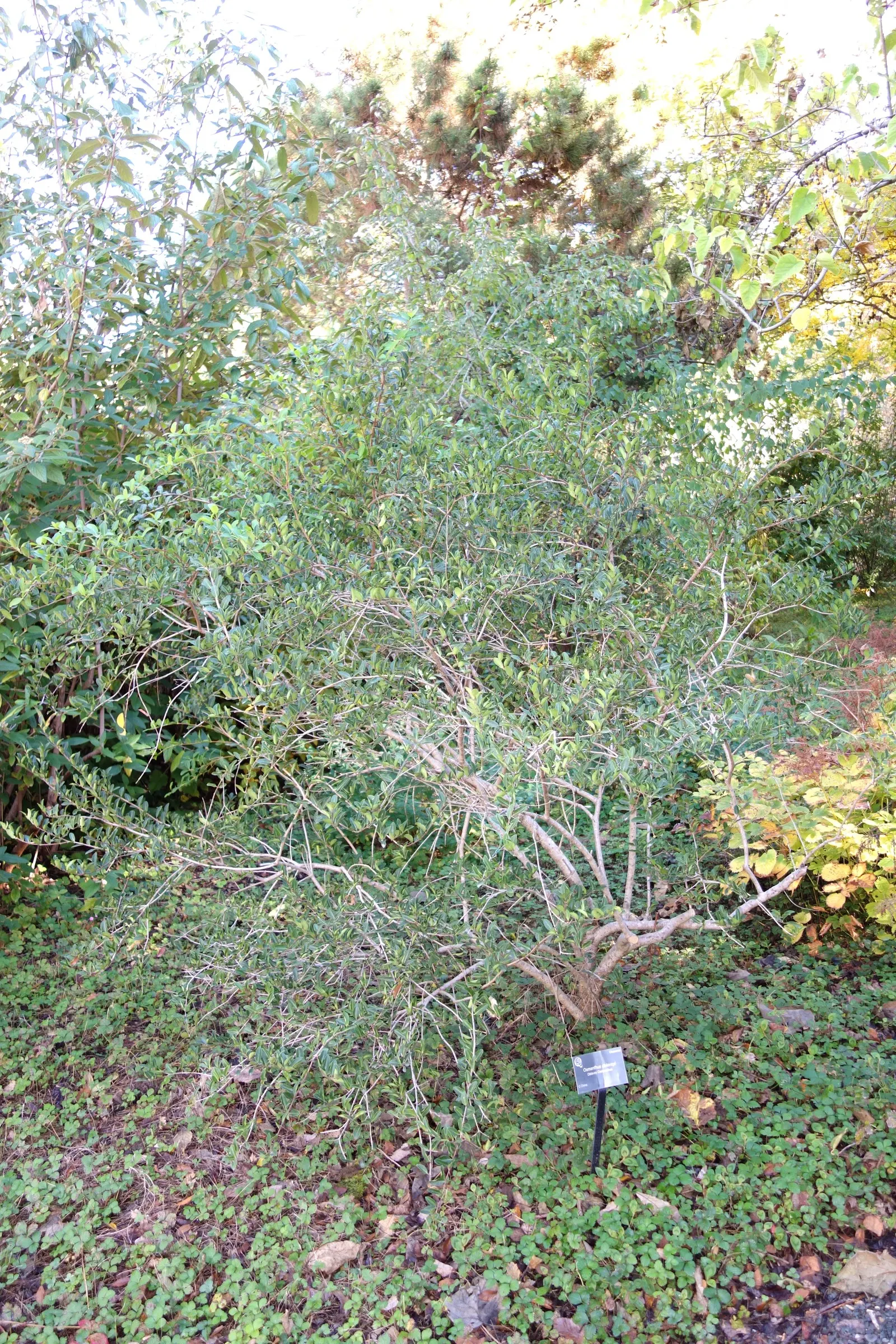 Delavay Osmanthus (Osmanthus Delavayi) — It grows up to 6-8 feet tall and wide, with small, glossy leaves